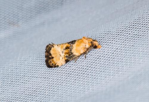 Réf. 214 095 : Phalonidia curvistrigana